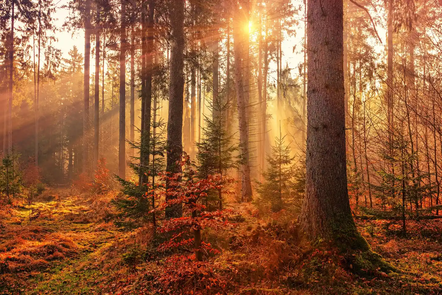 Sunlight falling through a stand of tall trees